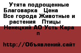 Утята подрощенные Благоварка › Цена ­ 100 - Все города Животные и растения » Птицы   . Ненецкий АО,Усть-Кара п.